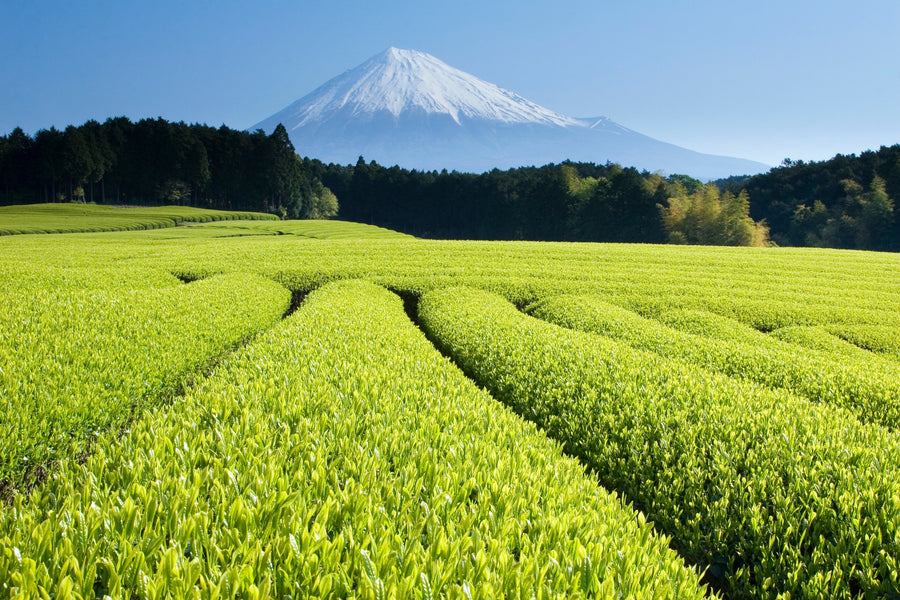 What is Japanese Tea ?
