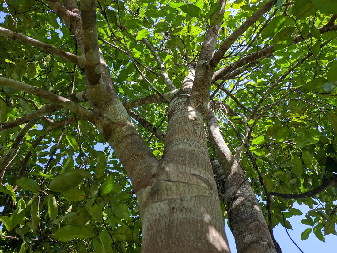 Gaharu Tree used for Agarwood