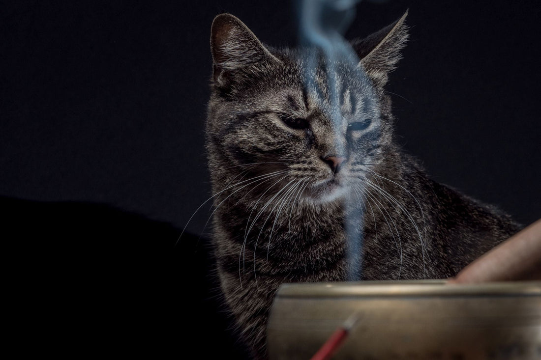 Cat behind lighted incense