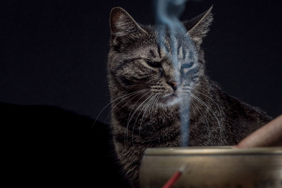 Pet Parent's Guide to Incense: Safety and Considerations