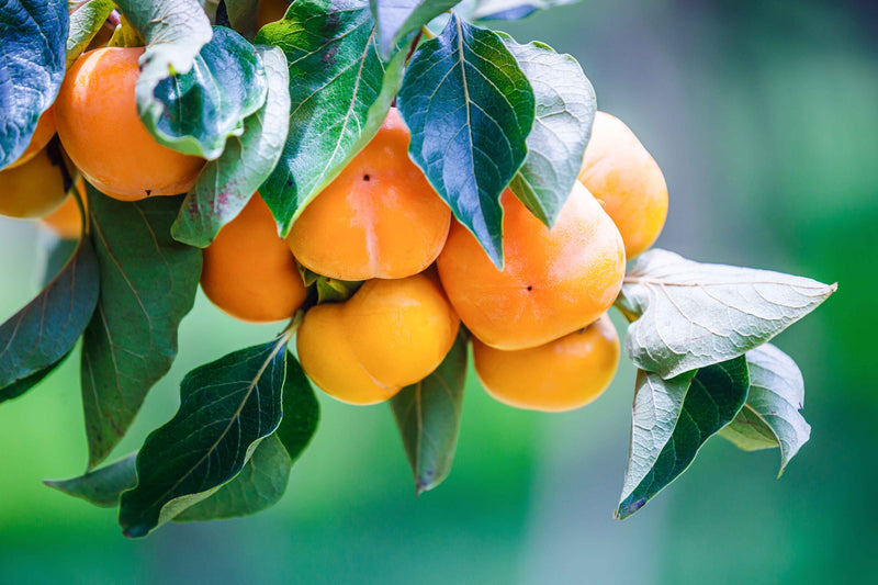 Ripe Persimmon Fruit