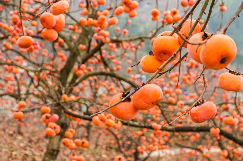 The persimmon fruits closeup in autumn 