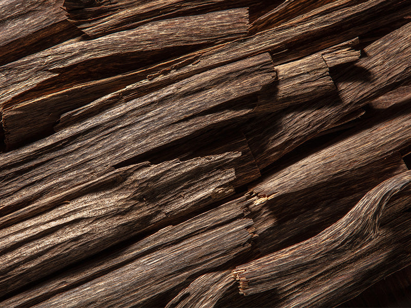 WOODY COLLECTION SPRING 2025