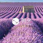 Lavender fields