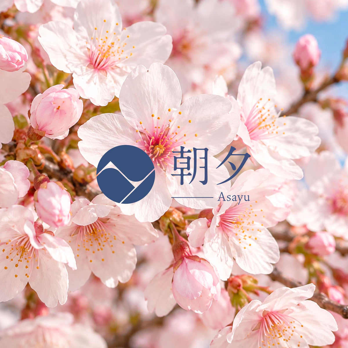 sakura