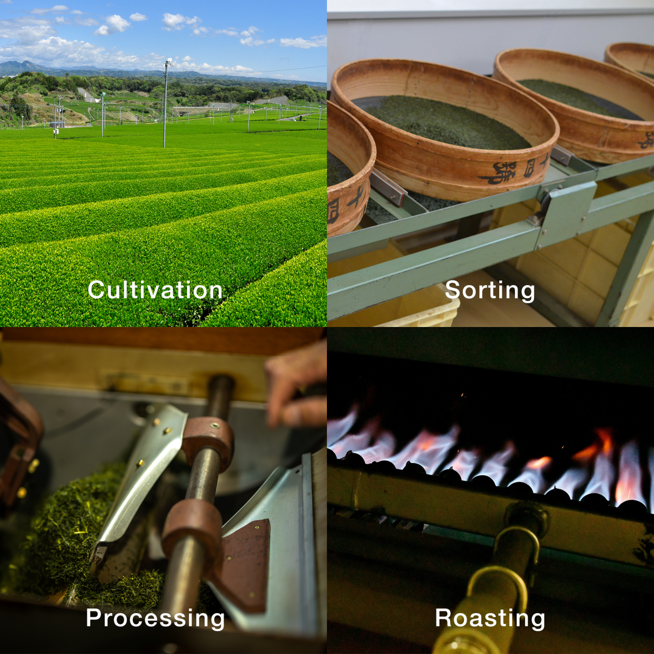  loose leaf tea process