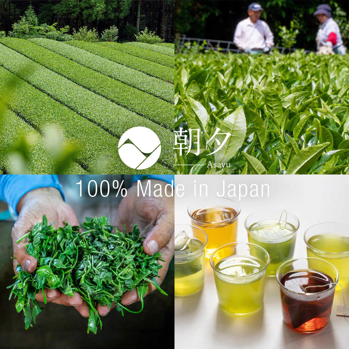 Japanese Sencha Green Tea 15 Tea Bags || Asayu Japan