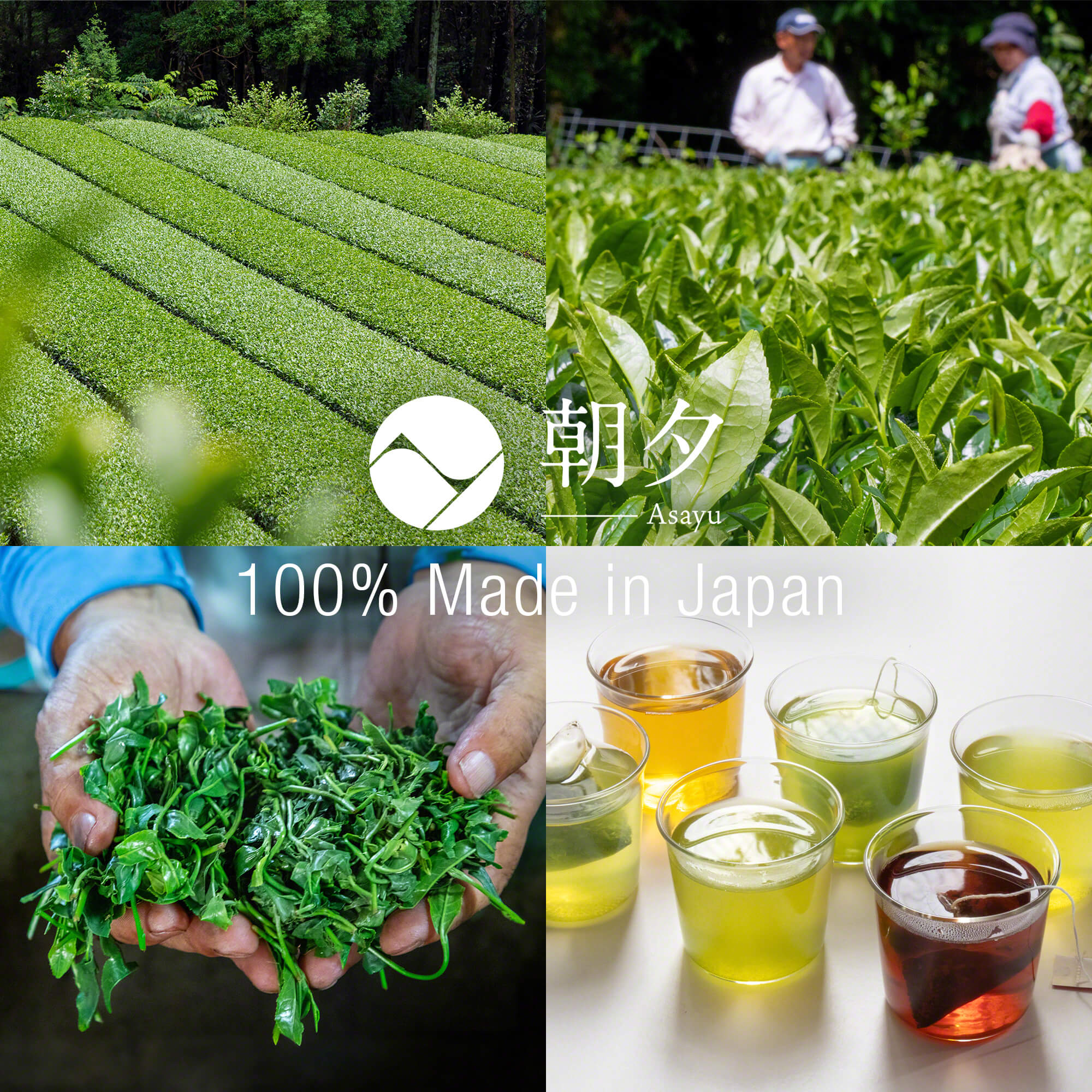 set of japanese green tea fields and tea bags