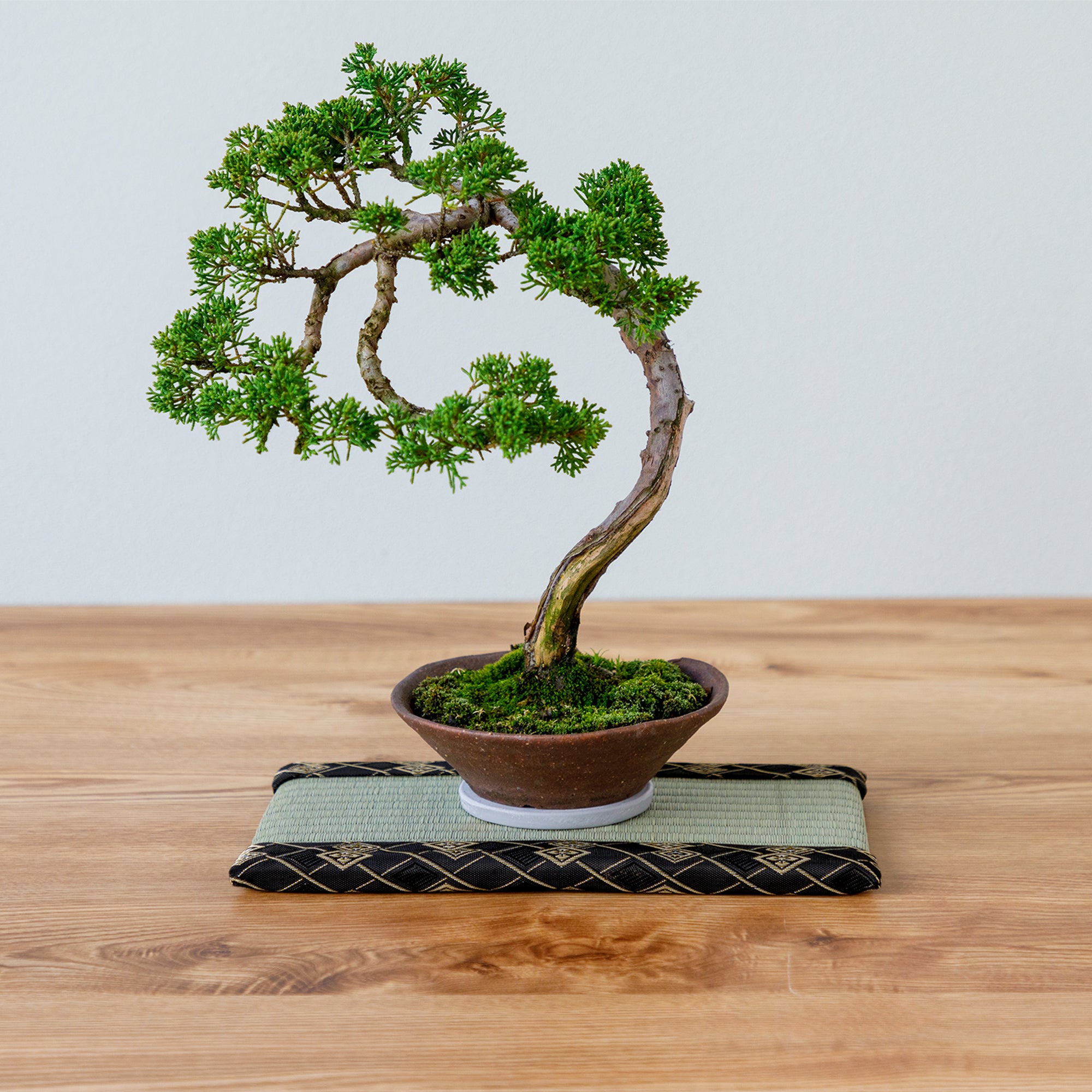 bonsai placed on minim tatami mat