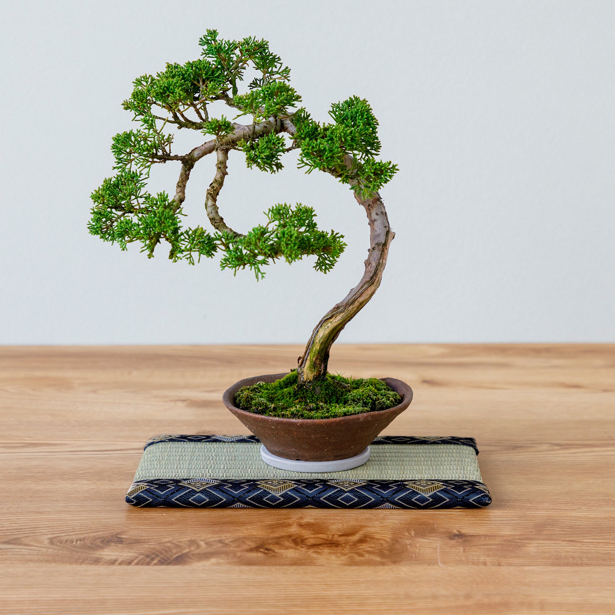 bonsai on blue tatami mat